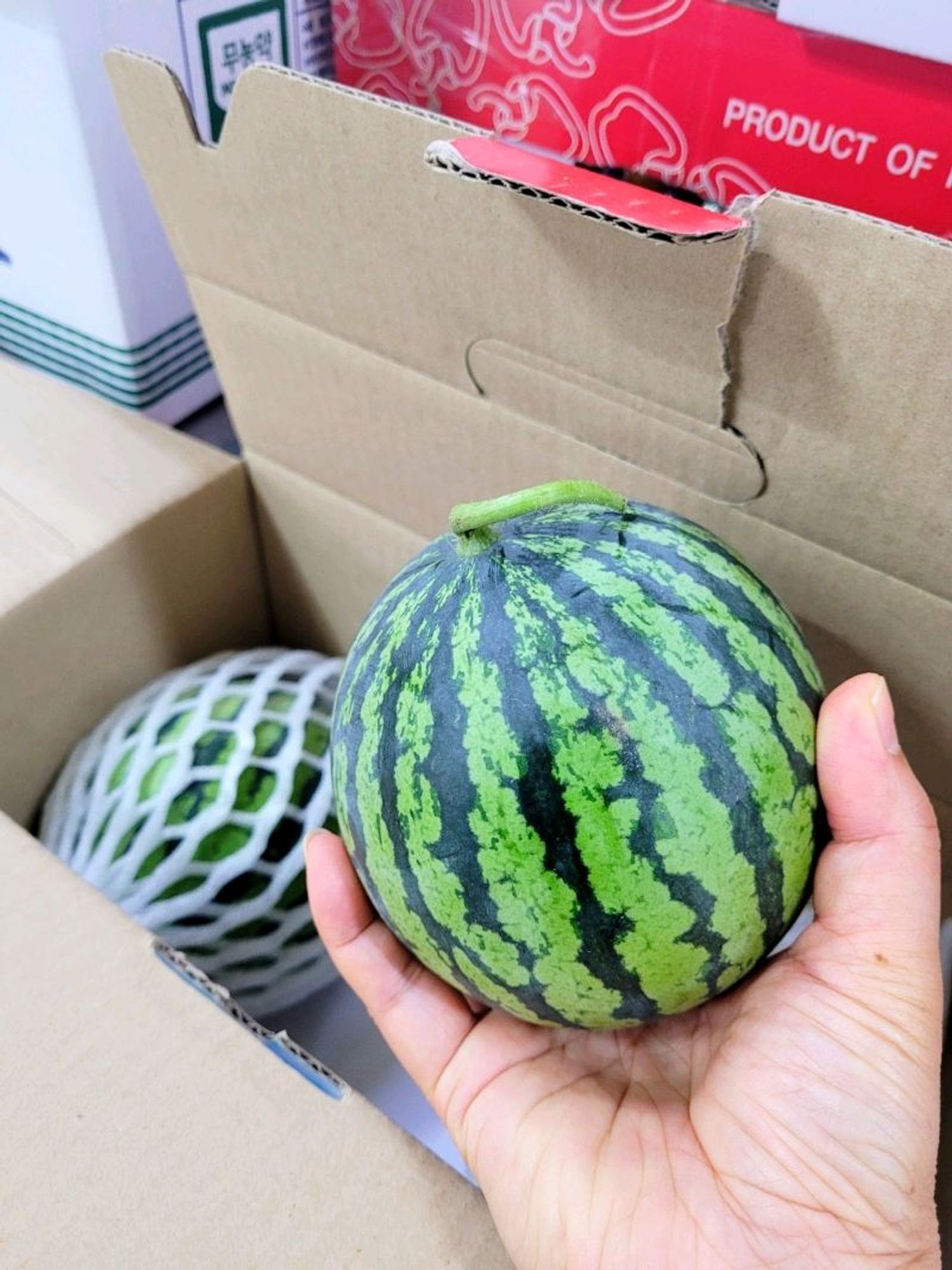 АЛИМАН ТАРВАС / Apple watermelon/ 1ea