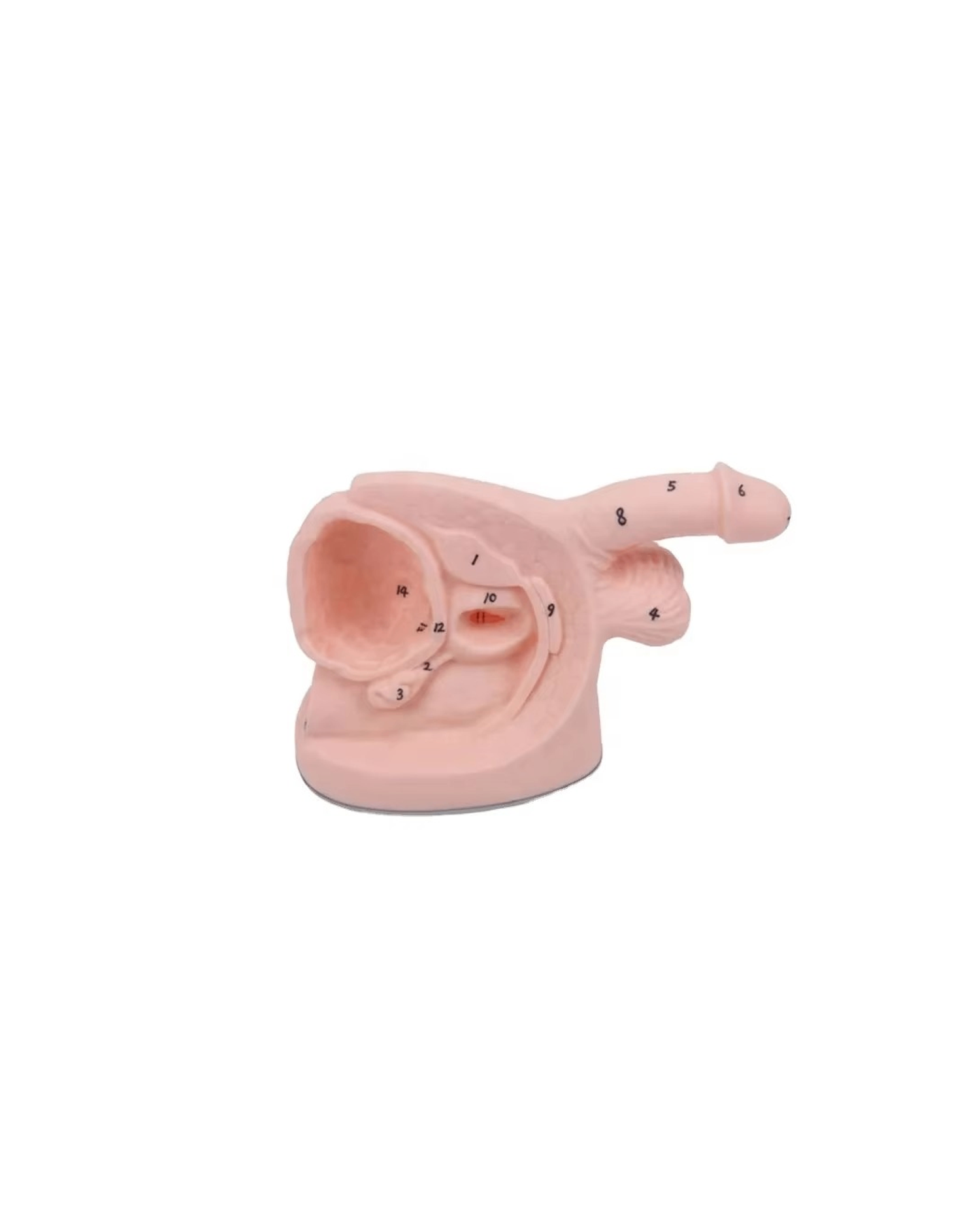 Эрэгтэй бэлэг эрхтэн ба катетерын загвар