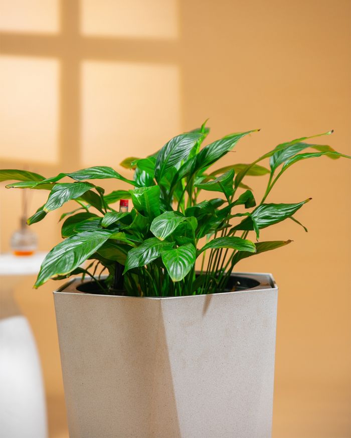 Нөмөргөнө / Spathiphyllum PS8008