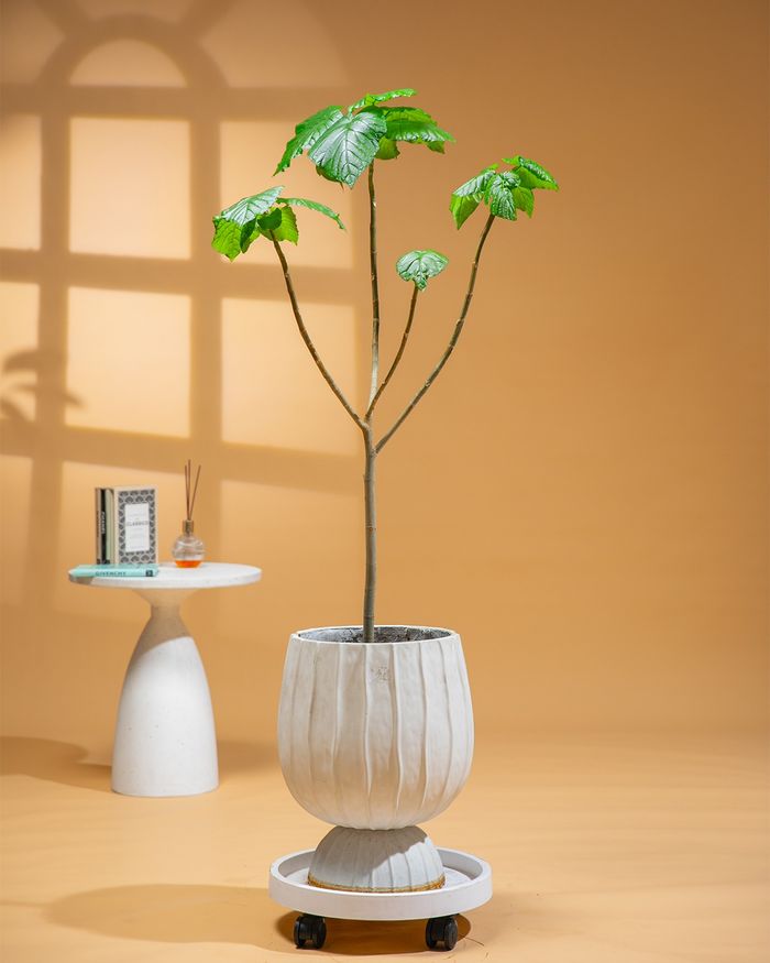 Шүхэр хэлбэрт фикус / Ficus umbellata