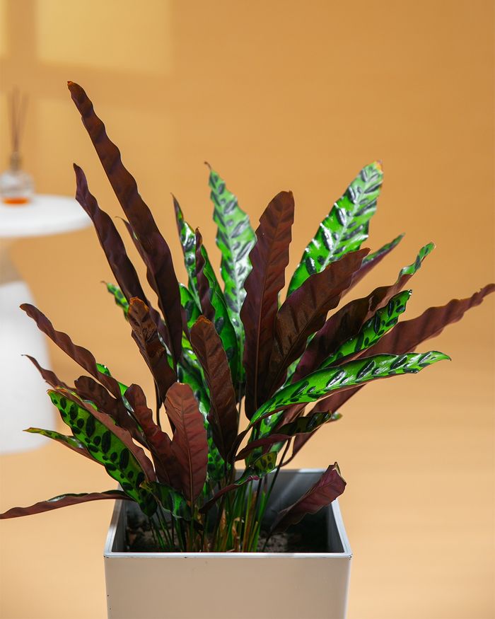 Тогосон сүүл / Rare calathea 46
