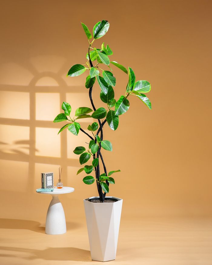 Алтан фикус / Ficus altissima 8008L