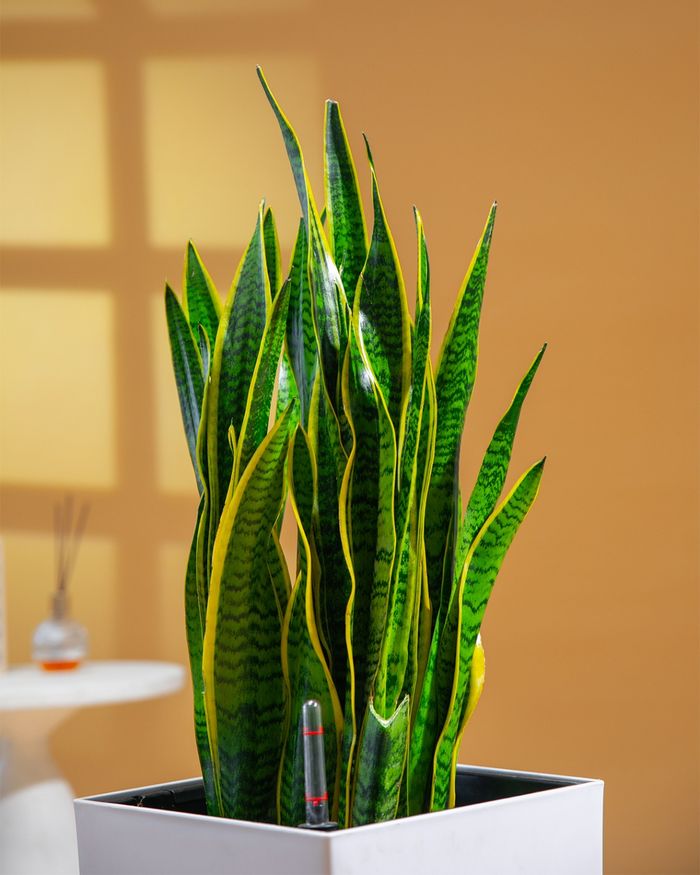 Мөнхрөө / Sansevieria trifasciata GQ04M