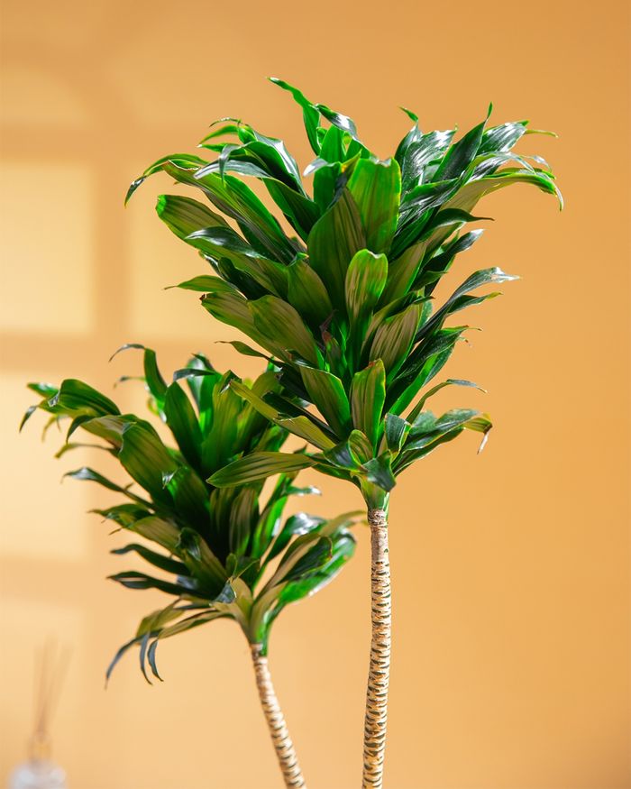 Луу мод compacts / Dracaena golden heart SS02 