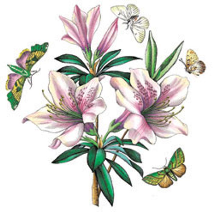 Canton Vase/25 cm Botanic Garden