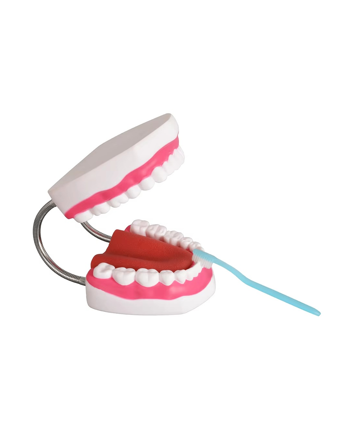 Шүд арчилгааны загвар