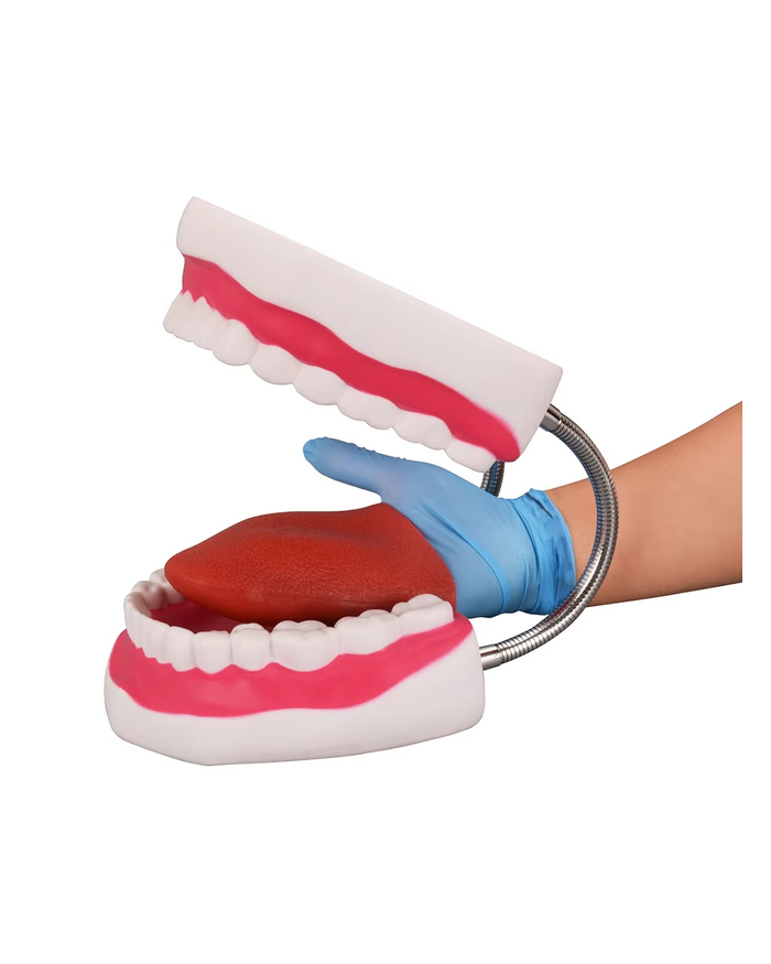 Шүд арчилгааны загвар