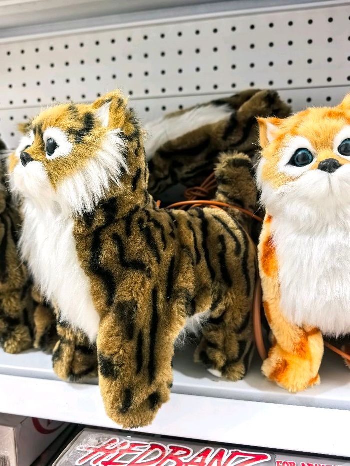 Явдаг, дугардаг муур