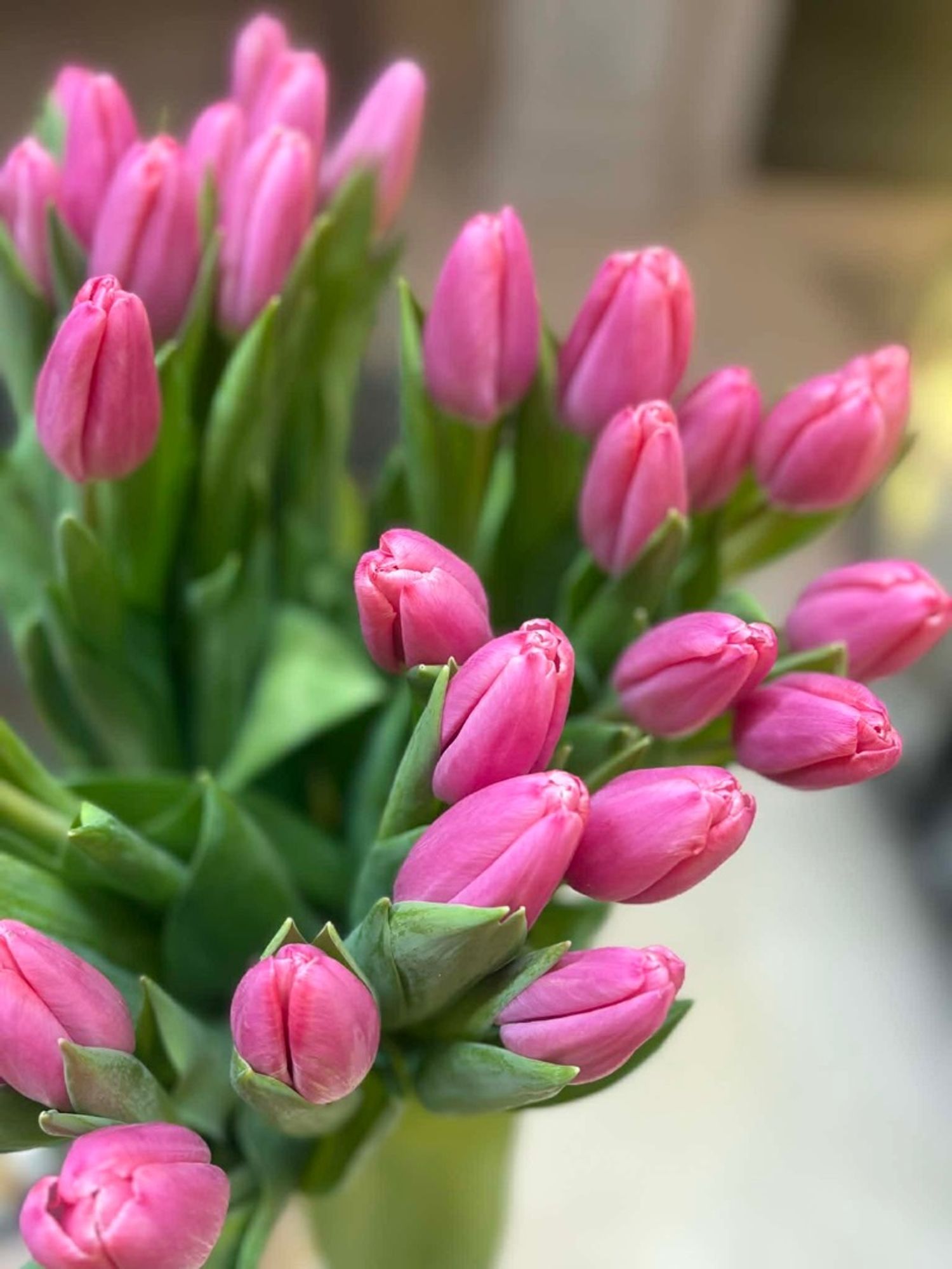 Голланд алтанзул ягаан