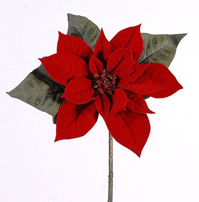  Red poinsetia pick