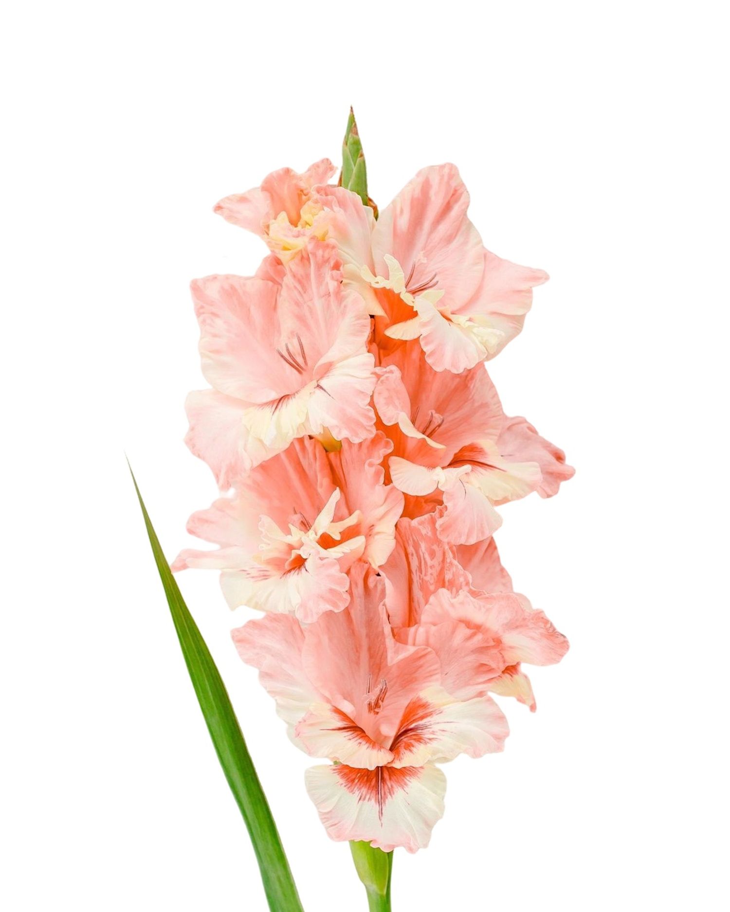 https://cdn.zochil.shop/2419fc2f-bc41-4216-96ad-165f0e27e056_t1500.jpg