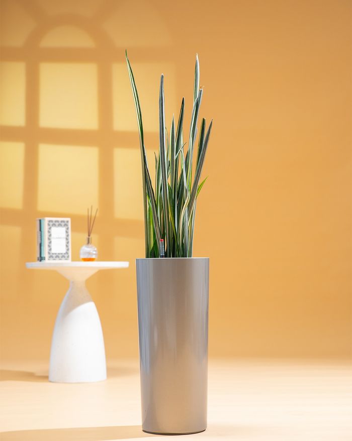 Сэлмэн Мөнхрөө чулуутай / Sansevieria trifasciata 5002 