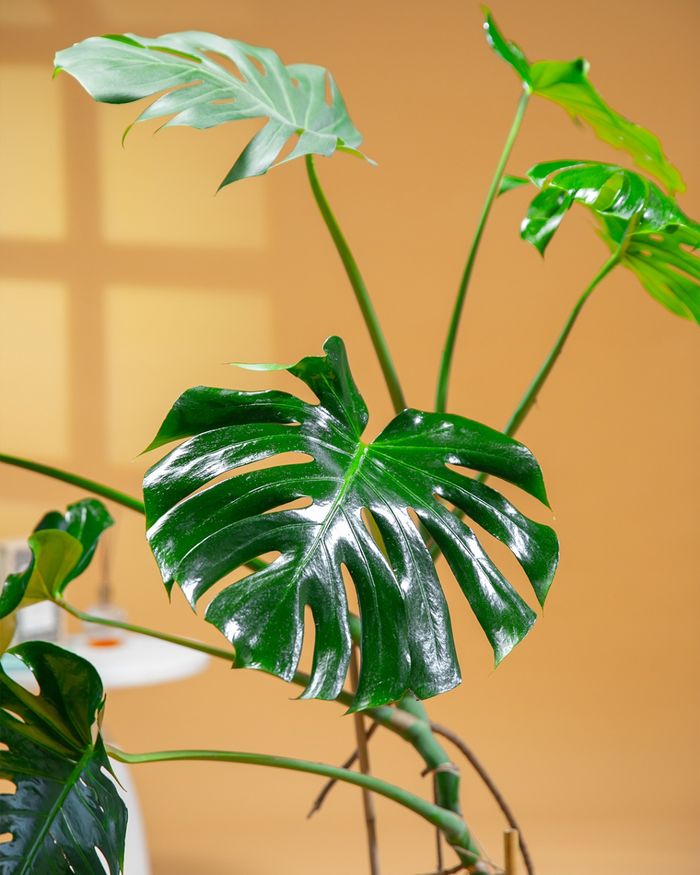 Монстера / Monstera PF3036