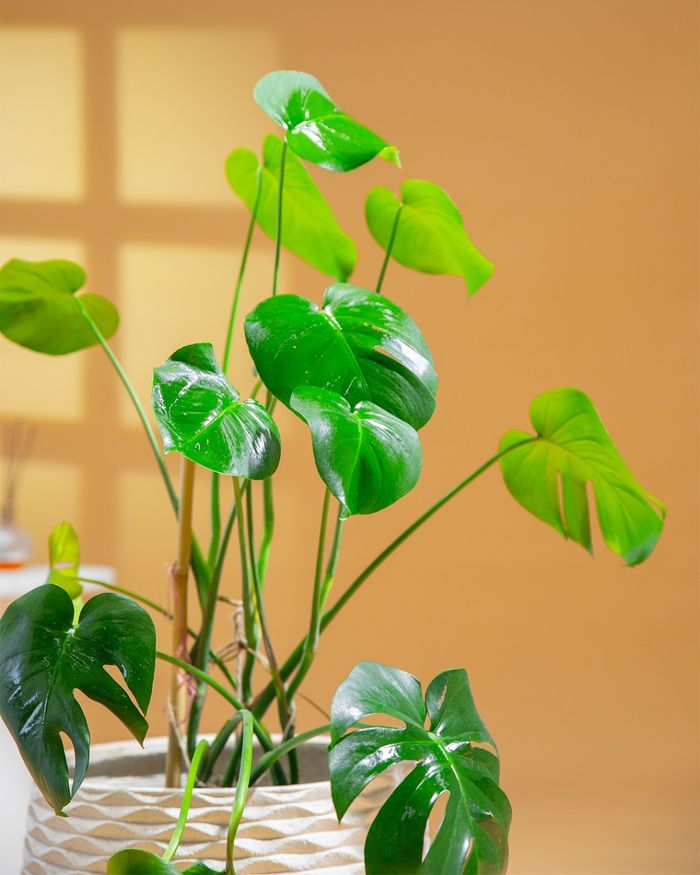 Монстера / Monstera 42*42*29