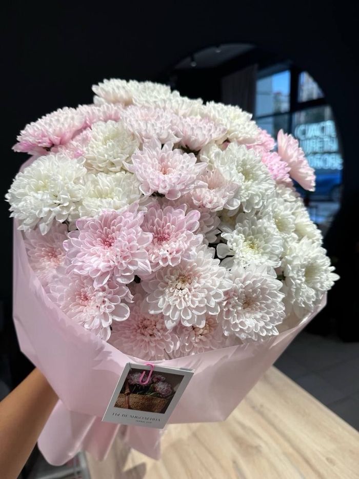 Голланд chrysanth