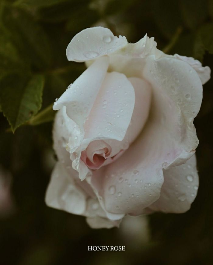 HONEY ROSE HAND CREAM