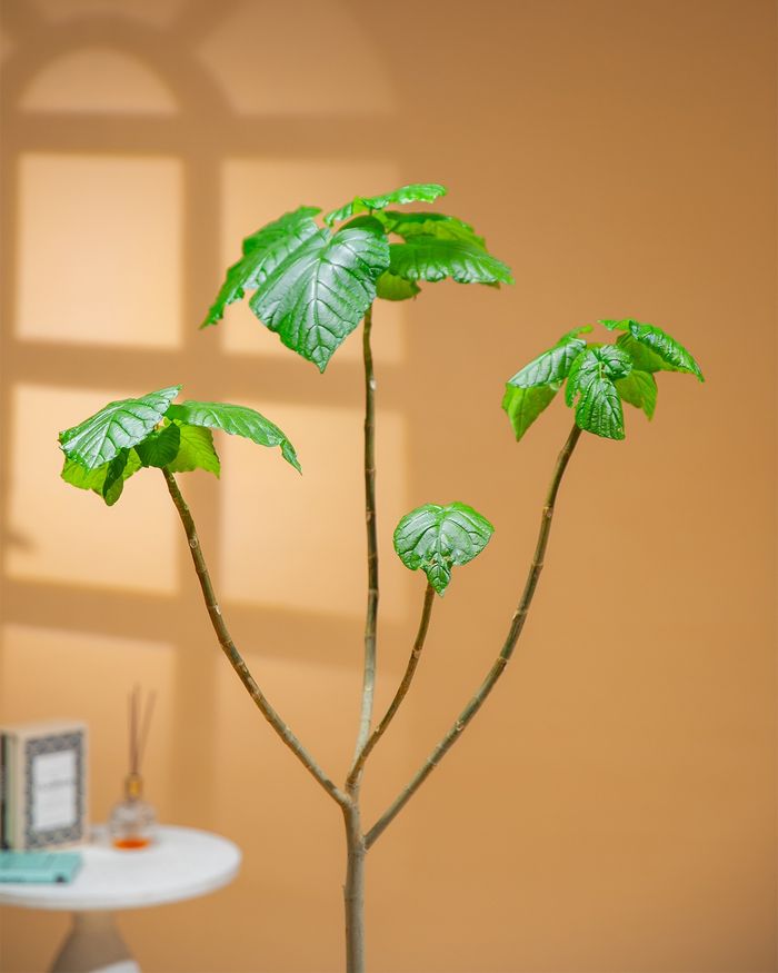 Шүхэр хэлбэрт фикус / Ficus umbellata