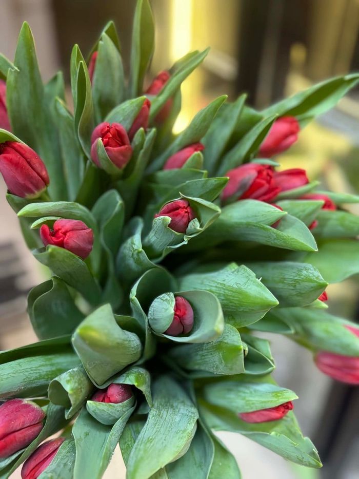 Голланд алтанзул улаан