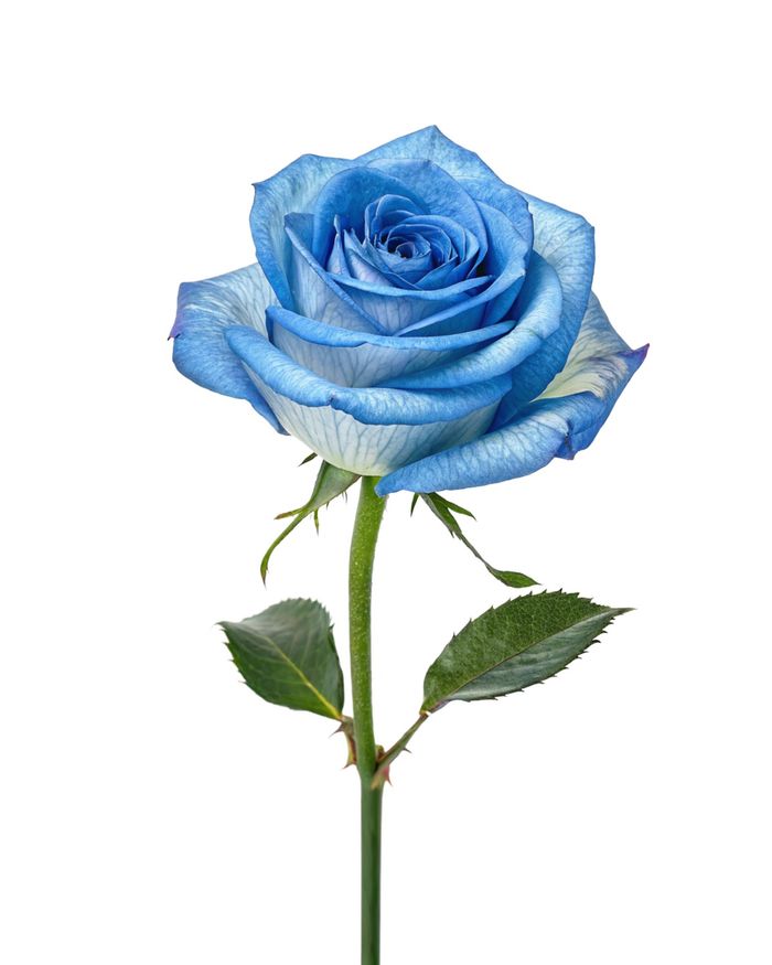 Цэнхэр сарнай / Blue rose