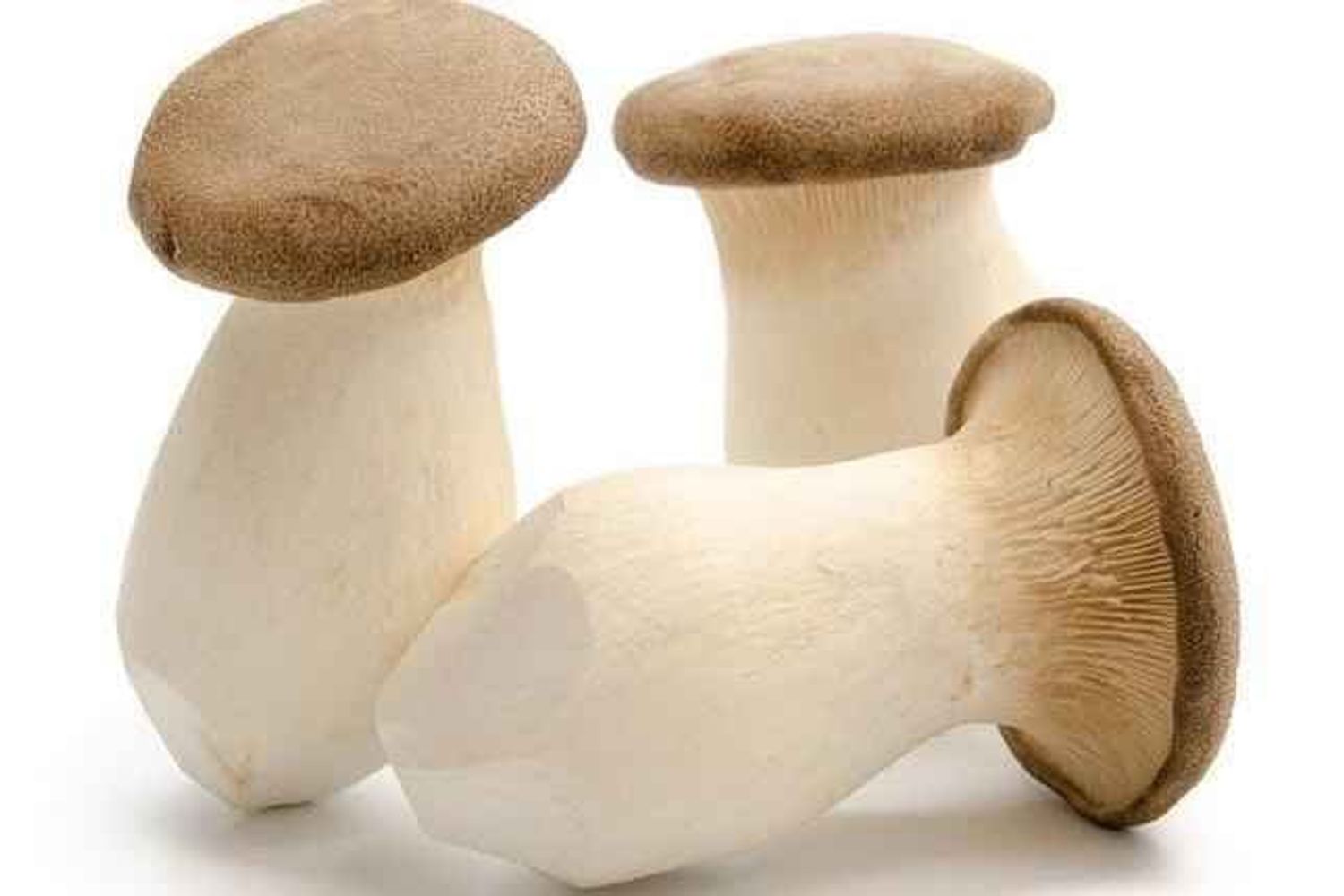 Бор толгойт мөөг 