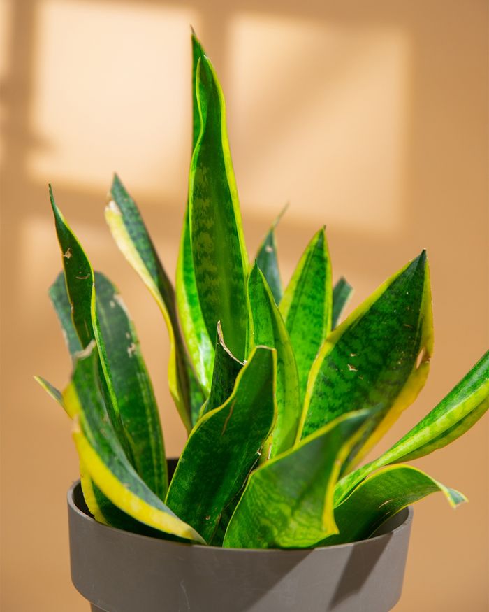 Мөнхрөө / Sansevieria L1