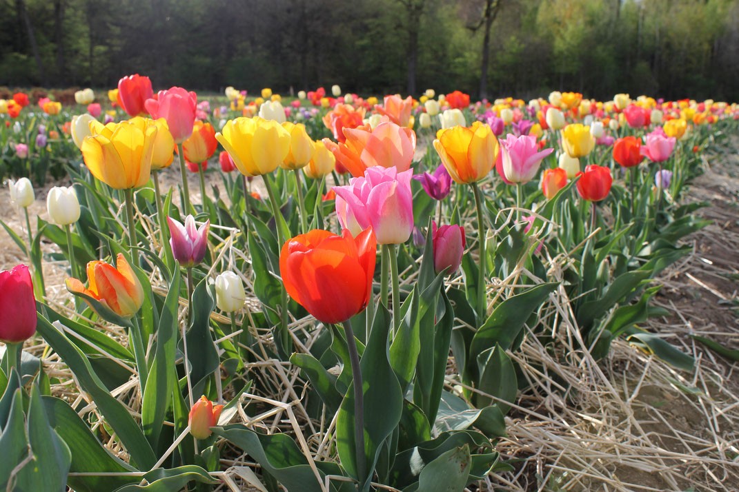 Алтанзул цэцгийн бэлгэдэл 