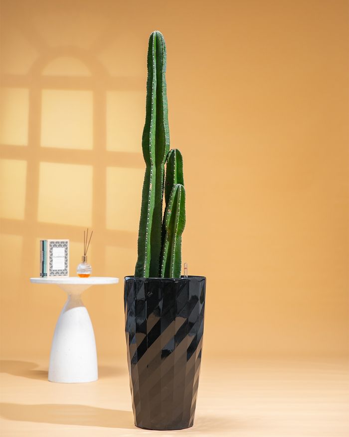 Цөлийн кактус/ Desert Cactus HG3501 