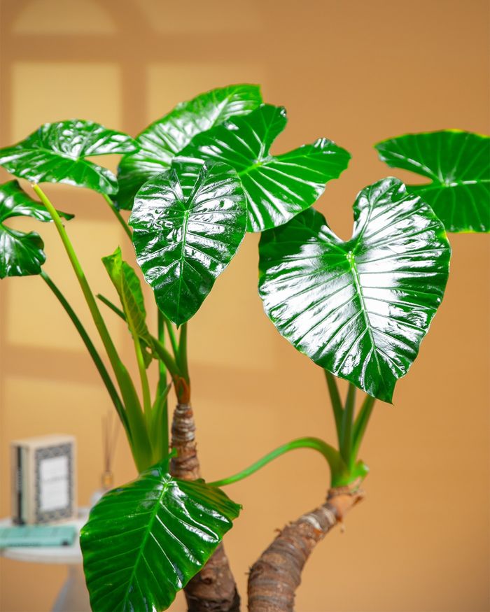Зааны чих / Colocasia esculenta  55*45