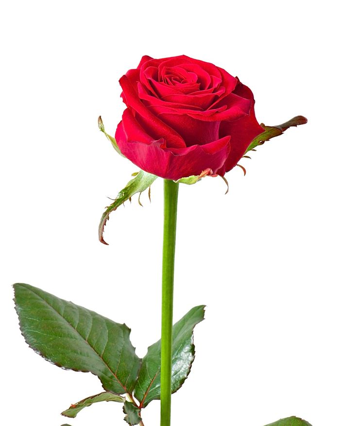 Улаан сарнай / Rose
