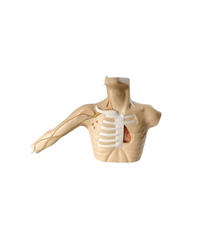 Захын венийн хатгалт ба төвийн венийн гуурс (PICC)