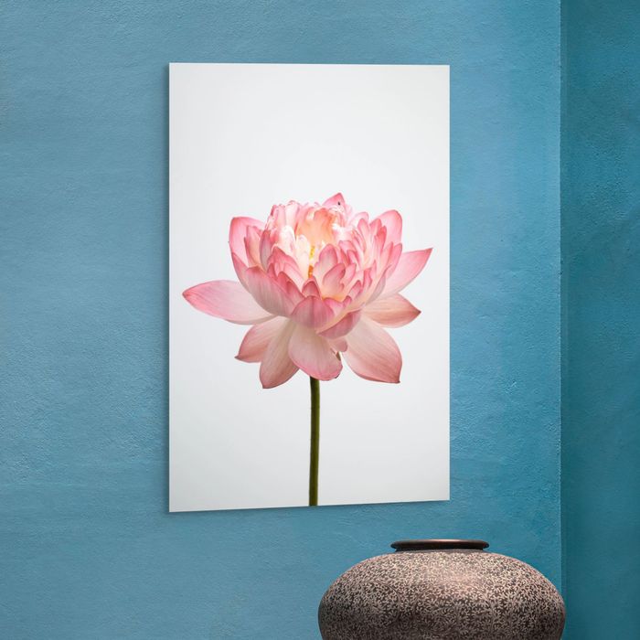 Бадамлянхуа / цагаан фонтой