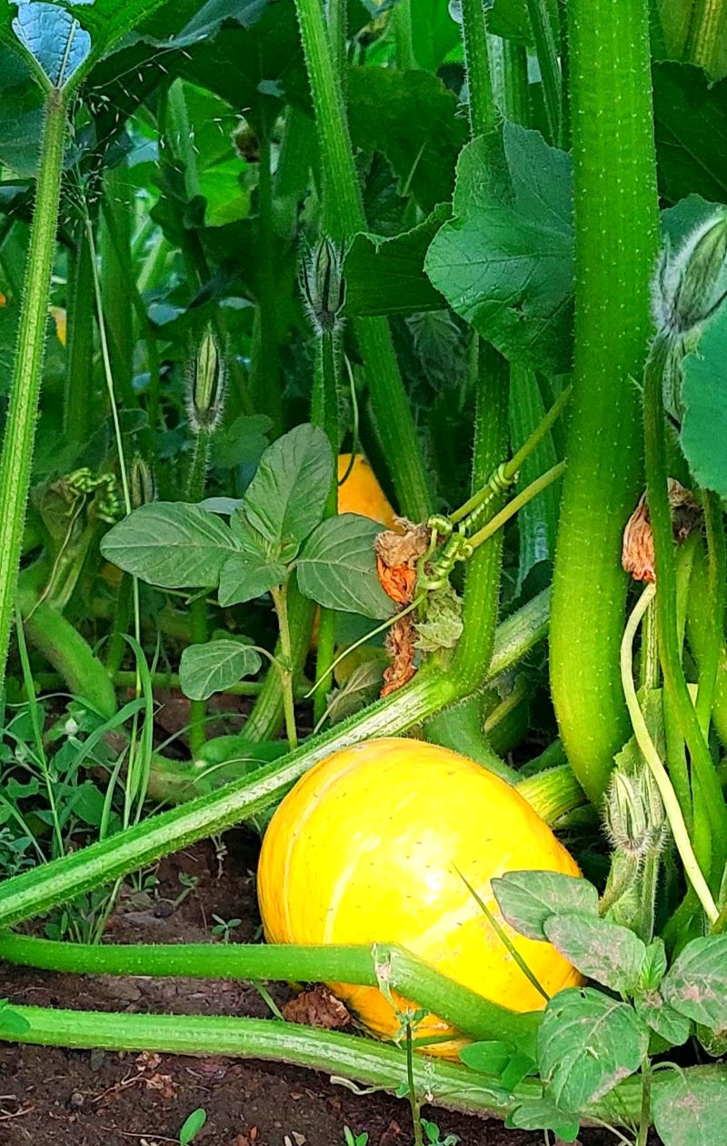 Шар хулуу нь дангаараа Гэр бүлийн тань дархлааг бүрэн хангах шидтэй