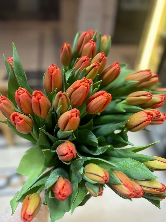 Голланд алтанзул улбар шар