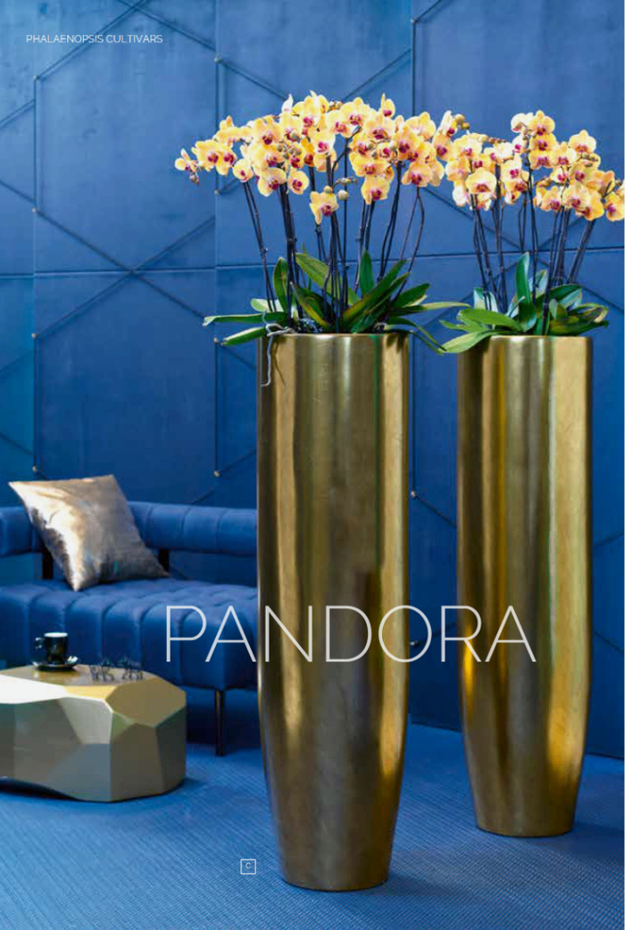 Pandora