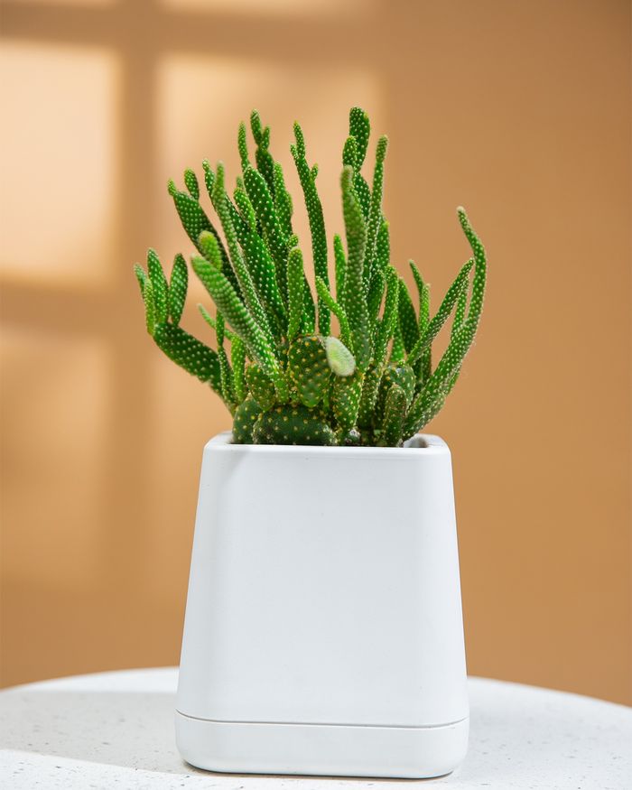 Кактус / Cactus 2271