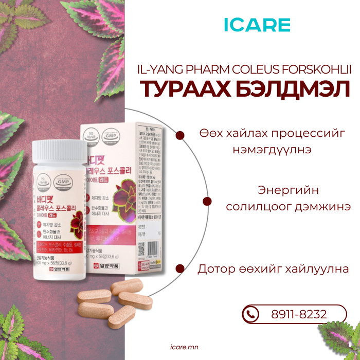  Coleus Forskohlii тураах бэлдмэл