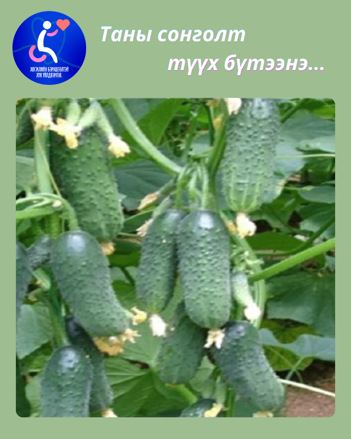 Хүлэмжийн хүнсний ногоо
