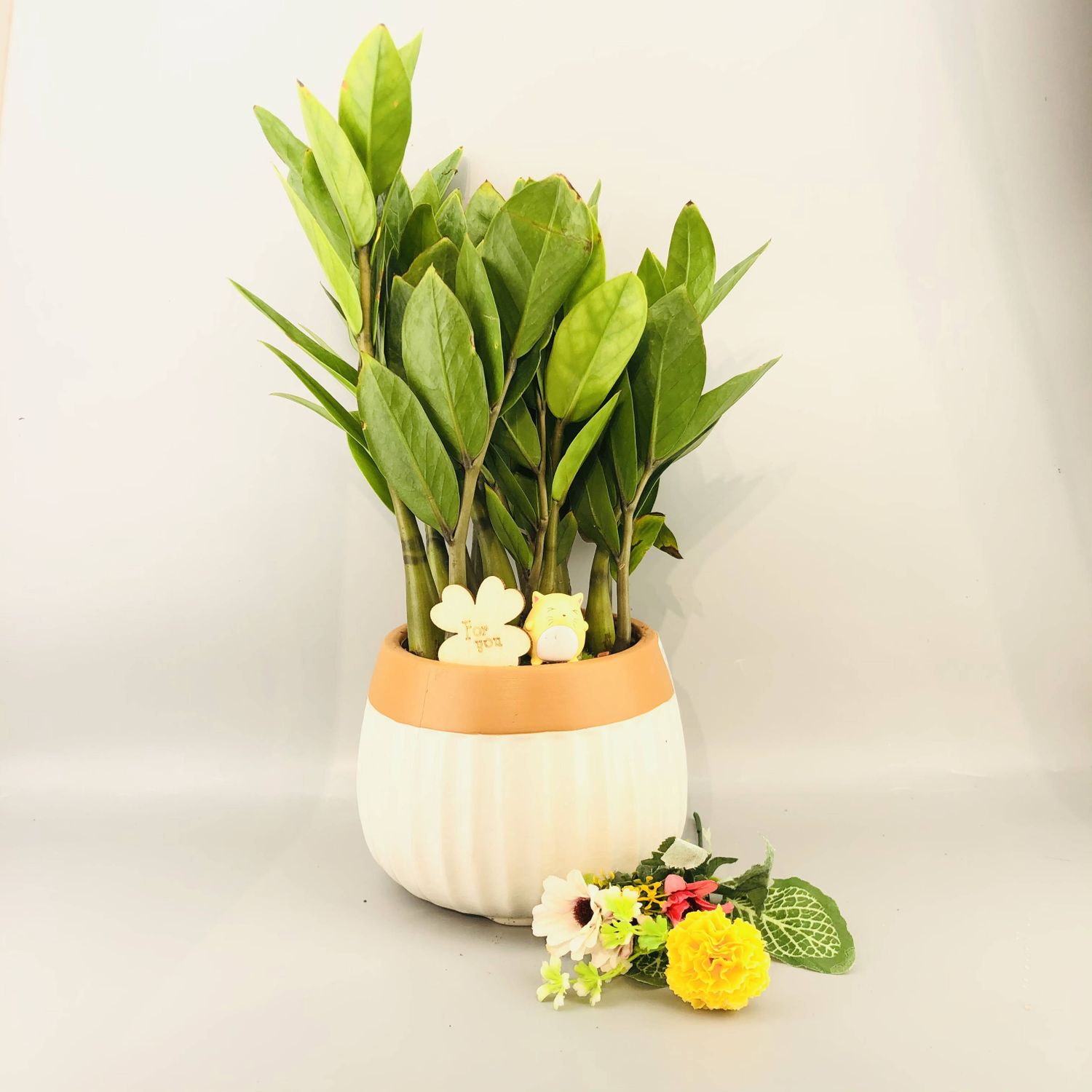 Долларын мод жижиг