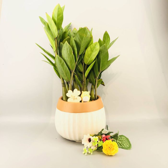 Долларын мод жижиг