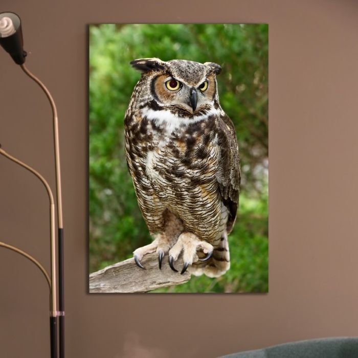 Шар шувуу фото