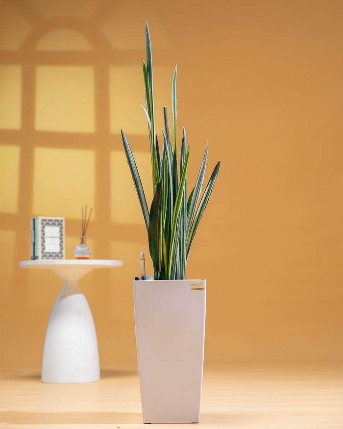 Сэлмэн Мөнхрөө / Sansevieria trifasciata GQ03