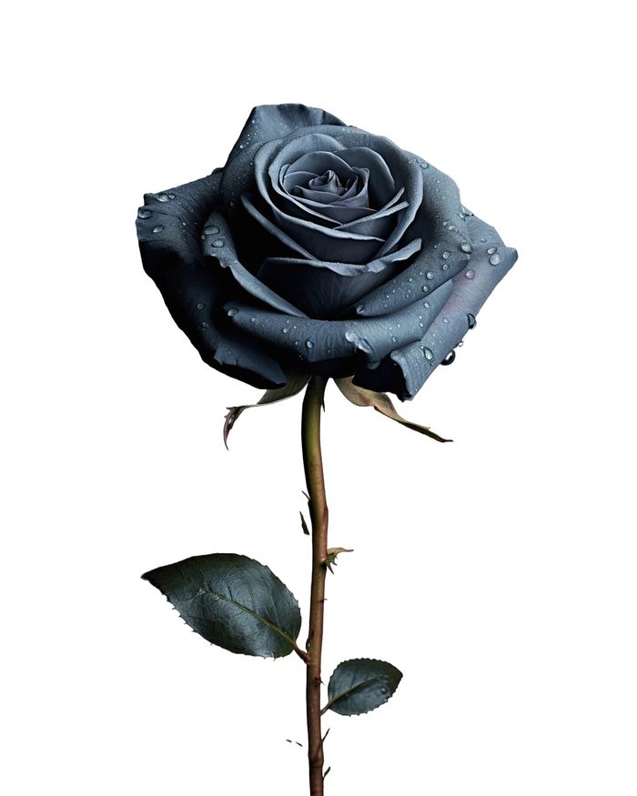 Хар сарнай / Black rose