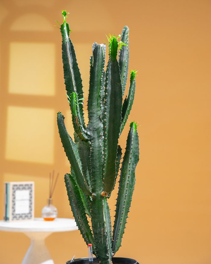 Кактус / Cactus PS5002