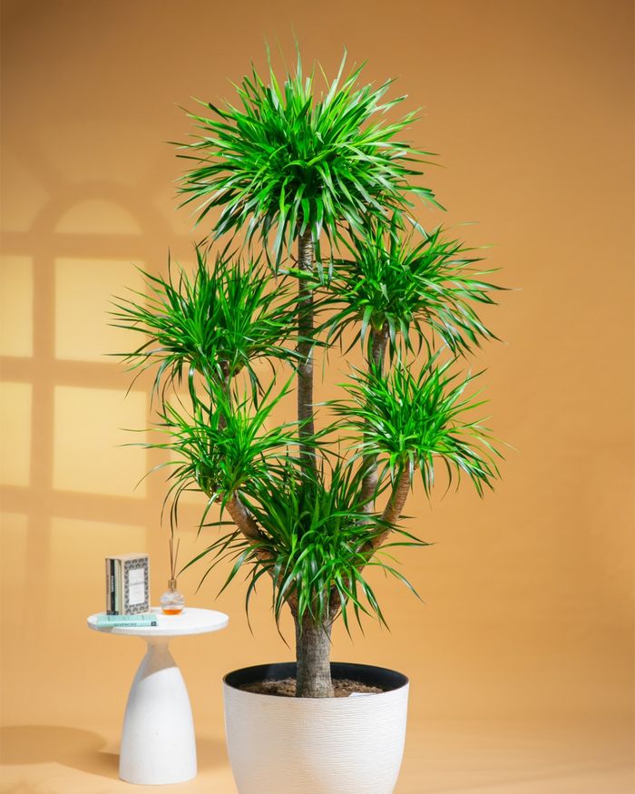 Луу мод / Dragon tree 55*45