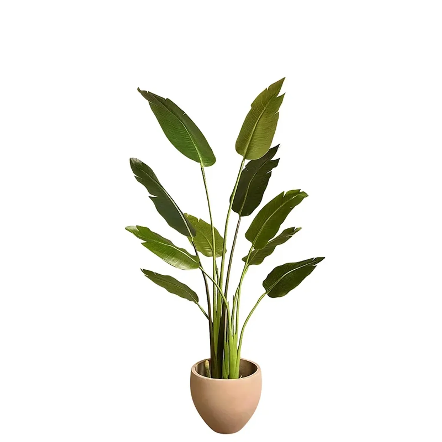 Traveller's Palm 160cm