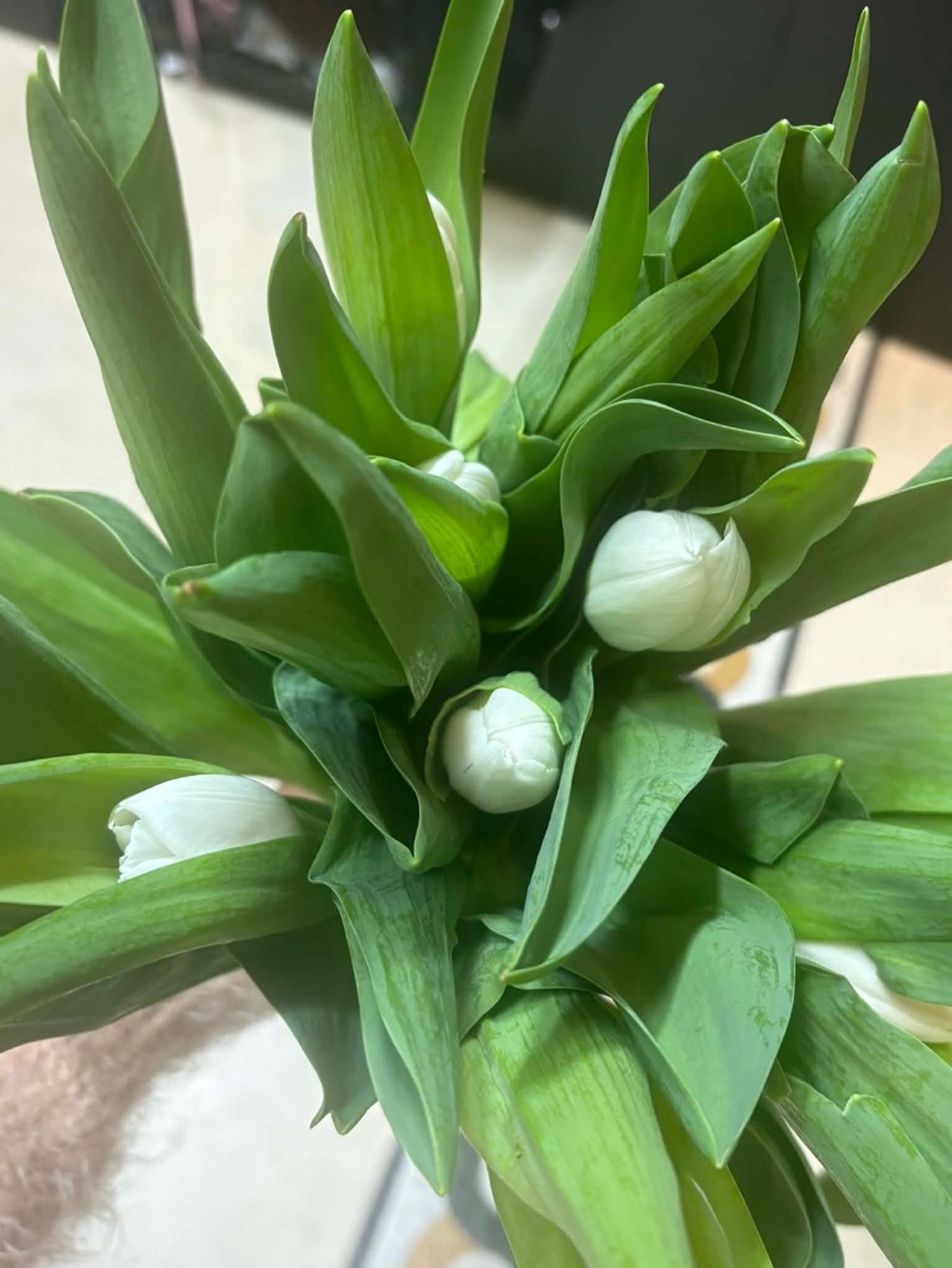 Голланд алтанзул цагаан