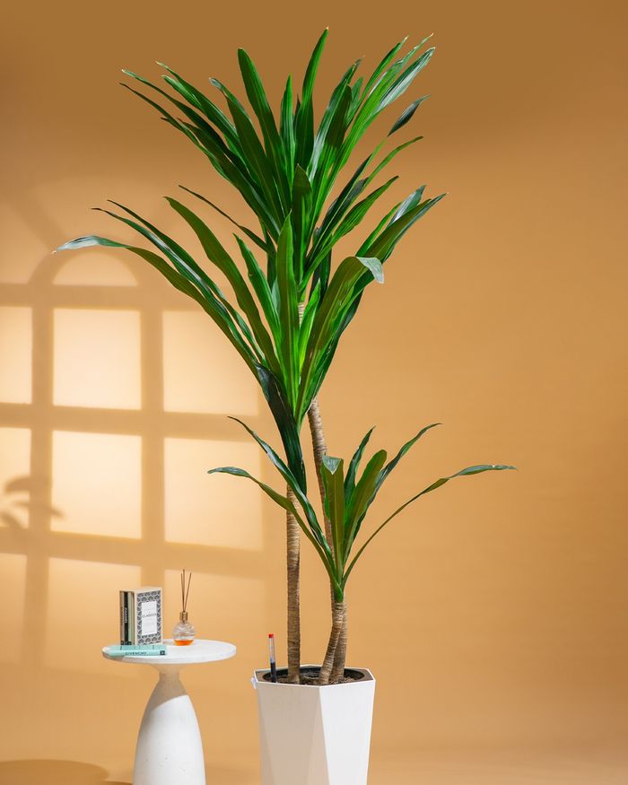 Юкка, Луу мод / Yucca dracaena 8008L