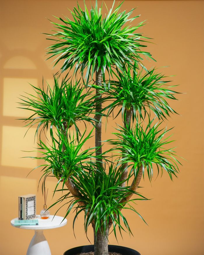 Луу мод / Dragon tree 55*45