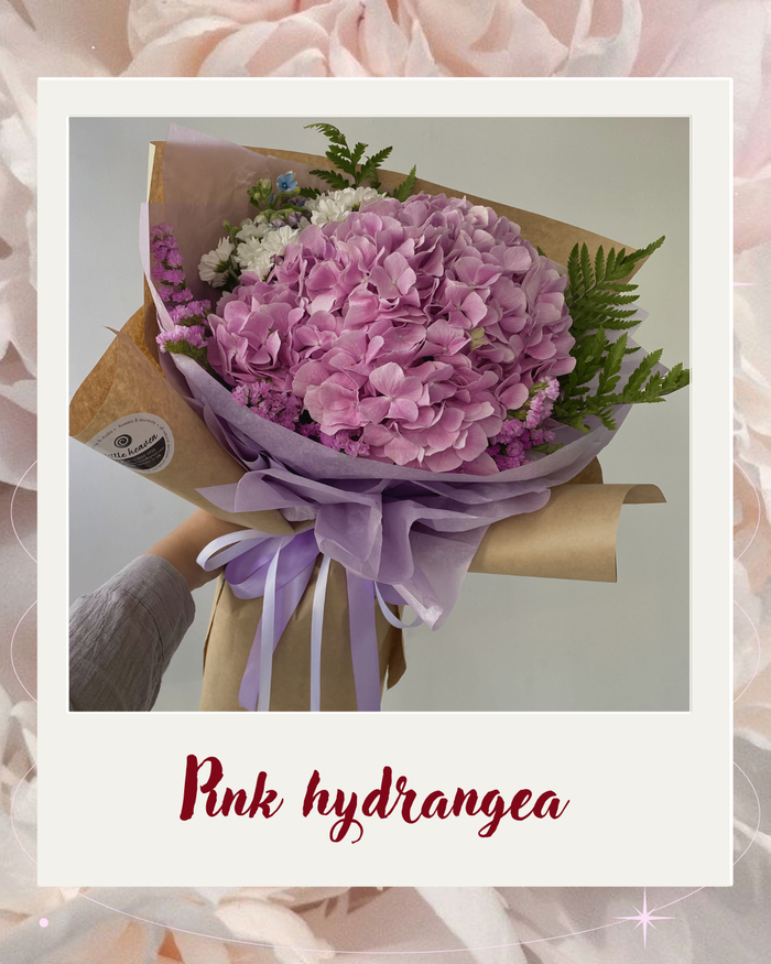 Pink hydrangea