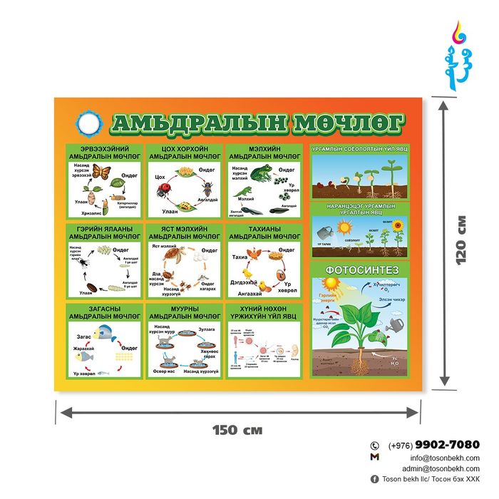 Амьдралын мөчлөг самбар